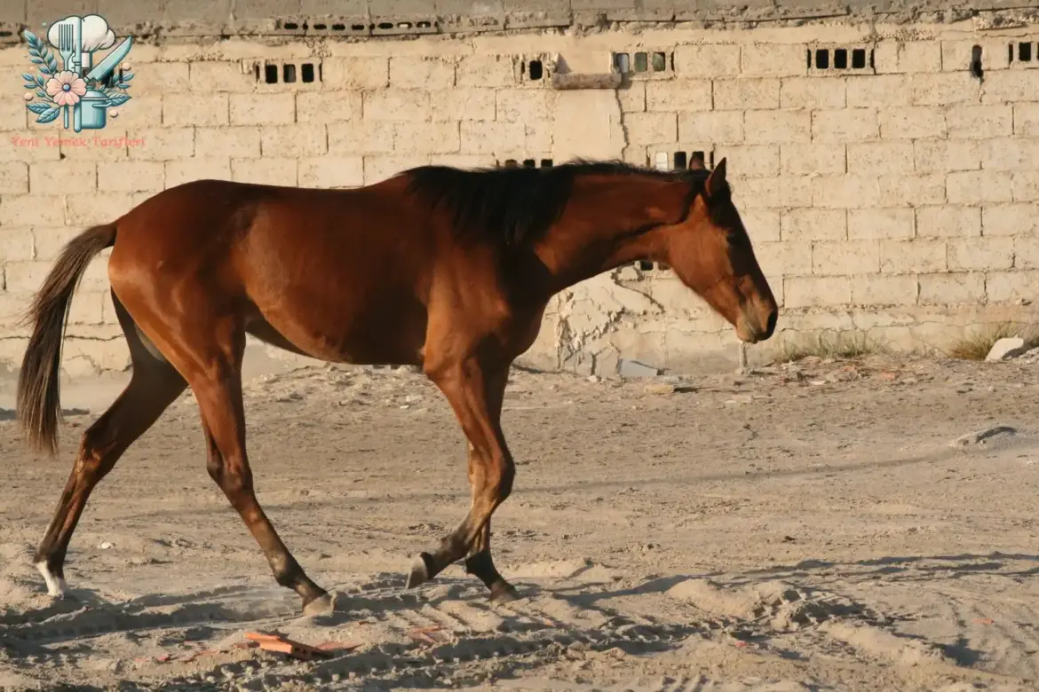 YYT Adana’da At Etine Öğrencilerden Tepkiye Uyarı Cezası Hero