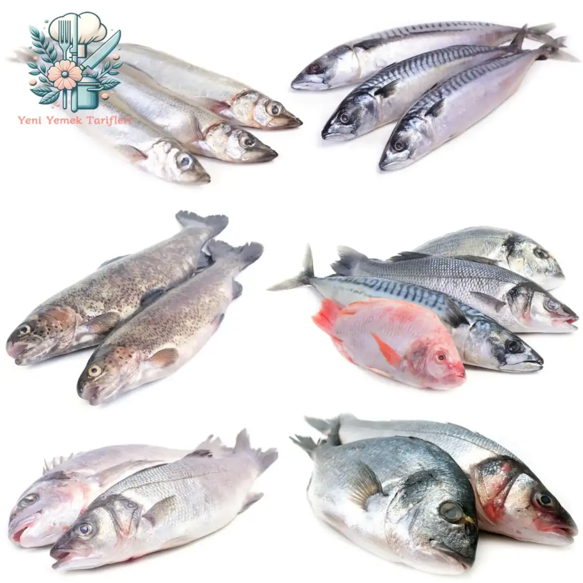 YYT Balıkların Cins ve Mevsimine Göre Sınıflandırılması Cinsler Hero