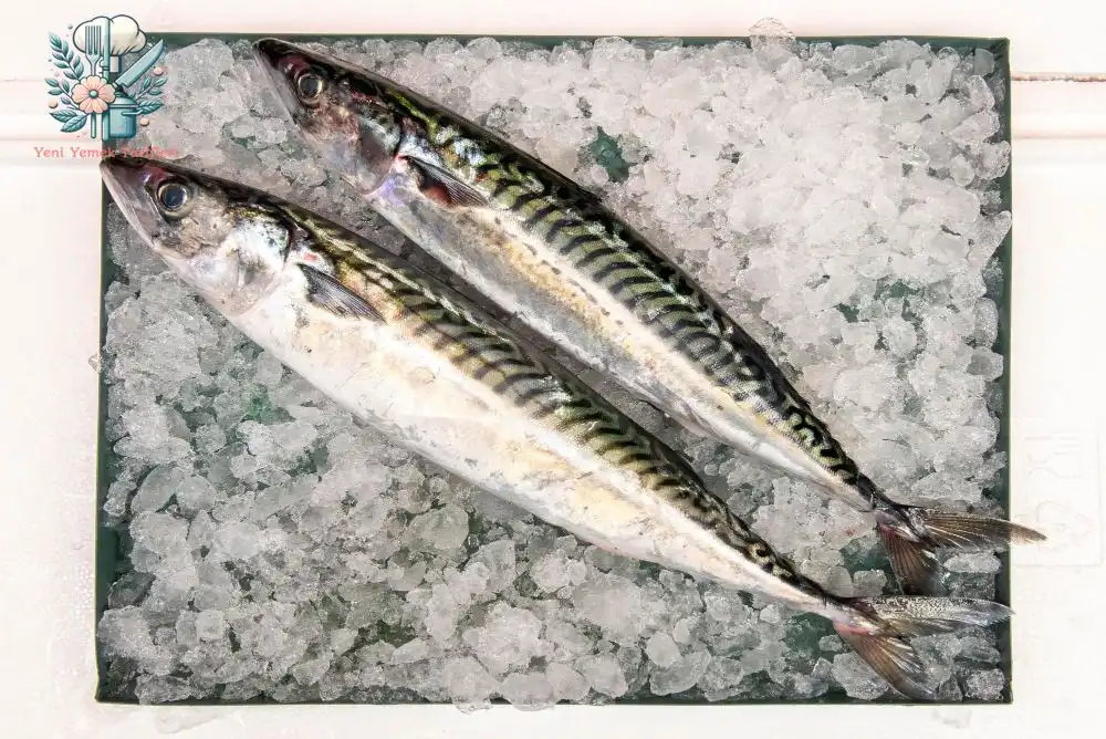 YYT Balıkların Cins ve Mevsimine Göre Sınıflandırılması Uskumru