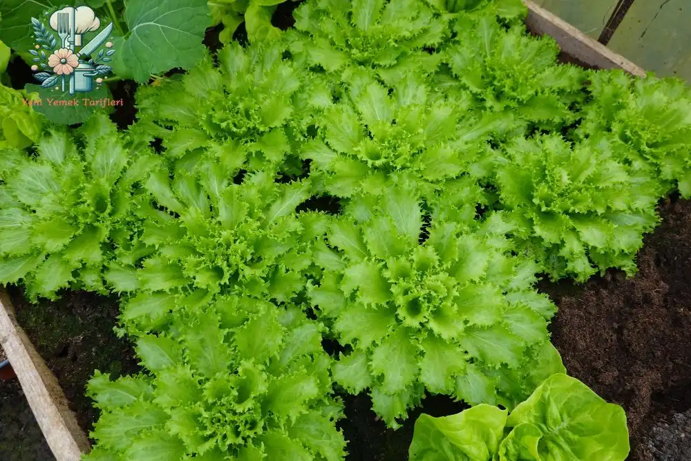 YYT Hindiba Nedir? 1